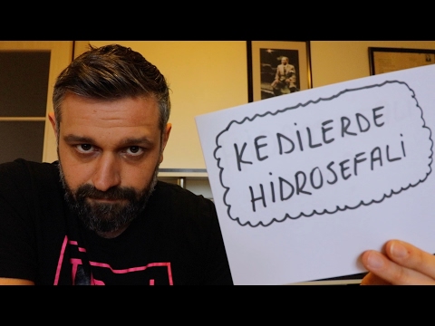 Video: Kedilerde Beyin Hasarı