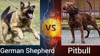 German Shepherd VS Pitbull | Who is more Powerful ? by Shubham Medhekar 15,278 views 2 years ago 3 minutes, 5 seconds