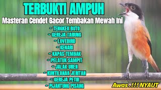 SUARA BURUNG CENDET GACOR FULL TEMBAKAN LOMBA COCOK BUAT MASTERAN CENDET AUTO NYAUT