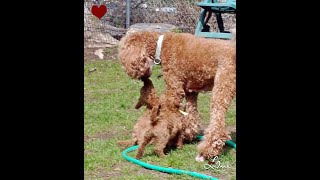 Red standard poodle puppies out in the yard playing.  Too cute by Debra Pohl 2,845 views 4 years ago 5 minutes, 21 seconds