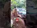 El famoso slinky en los 3 ríos #chilymafia #costarica #4x4 #offroad #mud #suzuki #suzukisamurai