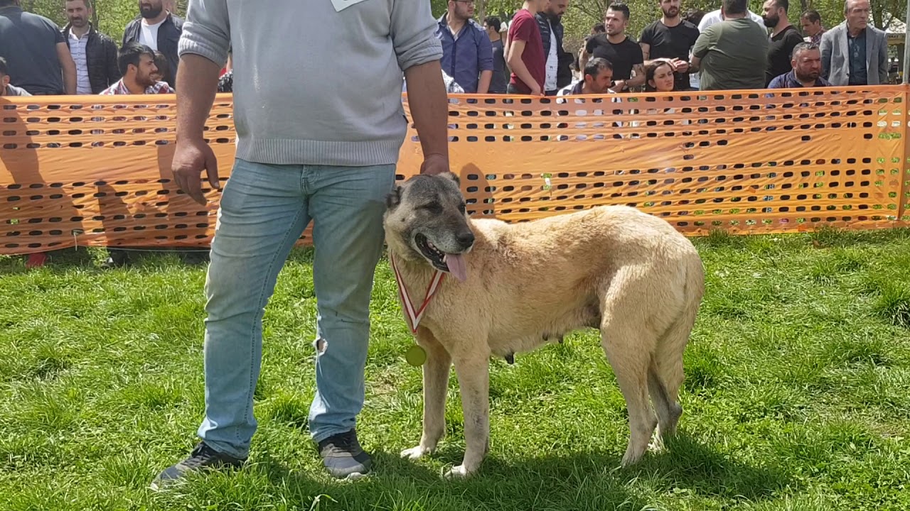 Kangal Tokakda düzenlenen türk coban köpekleri güzellik yarismasindan