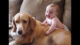 Big Dogs and Babies / Funny Pet moments part 14 by I_am_ cat 44 views 1 year ago 4 minutes, 1 second