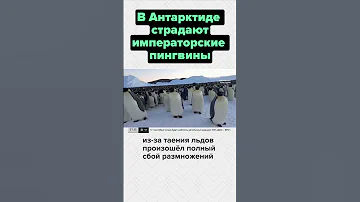 Императорские пингвины в Антарктиде потеряли птенцов из-за таяния льдов