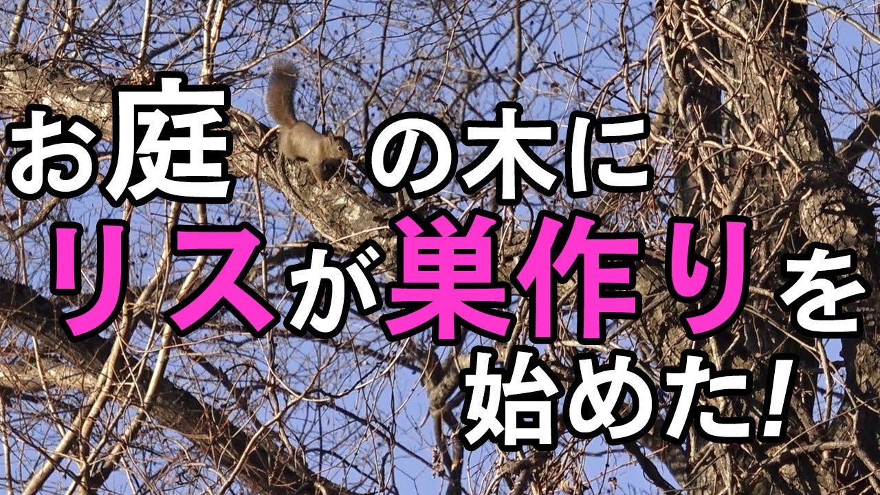 お庭の木にリスが巣を作り始めた ニホンリス Youtube