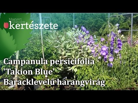 Videó: Campanula kert a harangcsaládból