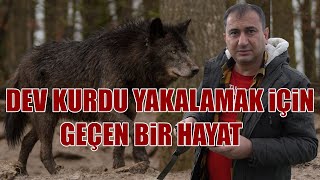 DEV KURTLARI YAKALAMAK İÇİN GEÇEN BİR HAYAT !! DEV KURT VE YILLARCA ONLARIN PEŞİNDE OLAN BİR ADAM !