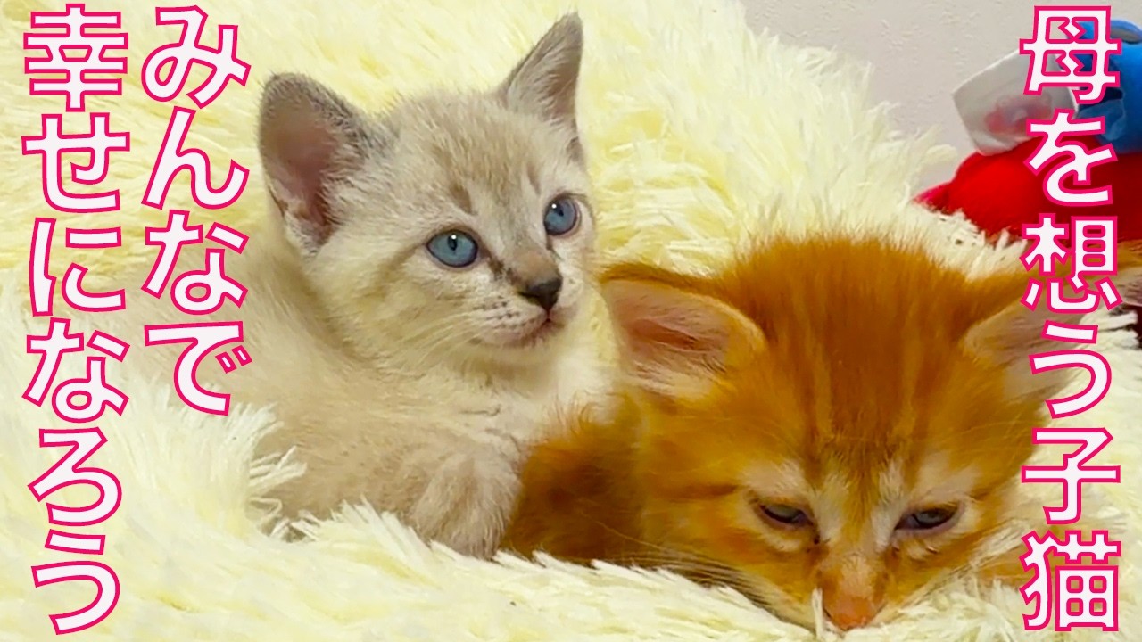 猫ママさん 巣立った子猫たち、離れた母猫を想う The mother-cat and her kitties
