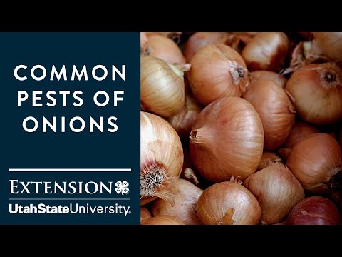 Video: Onion Pests