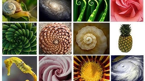 The AMAZING Fibonacci Spiral/Sequence - Extended Version!