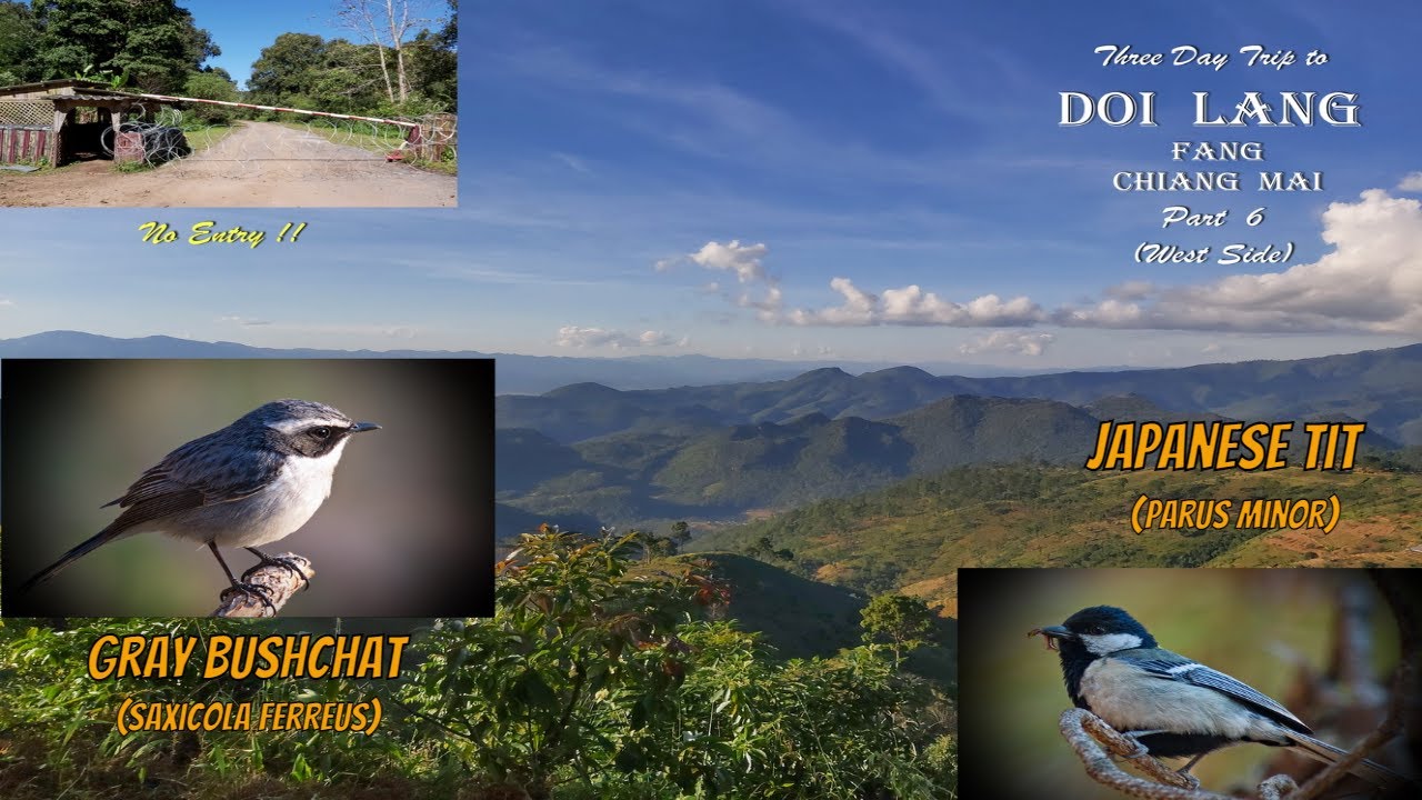 Birds and Birding in Thailand .. Japanese Tit and Grey Bushchat at Doi Lang, Chiang Mai.