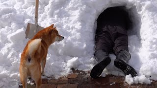 Hachi, a Shiba Inu, becomes distrustful of a hole that suddenly appears in his garden.