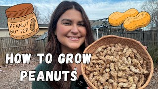 I grew PEANUTS in my backyard and made peanut butter! | How to grow peanuts