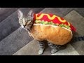 HOT DOG CAT の動画、YouTube動画。