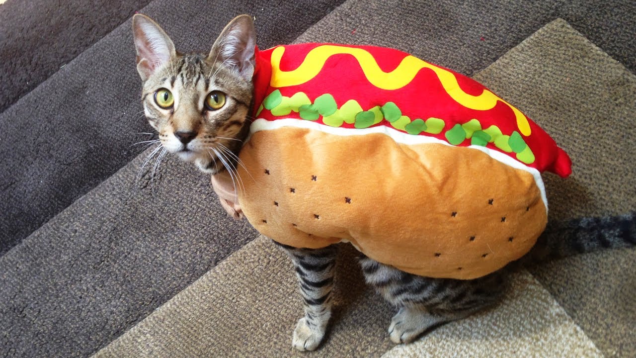Image result for cats in a hot dog costume