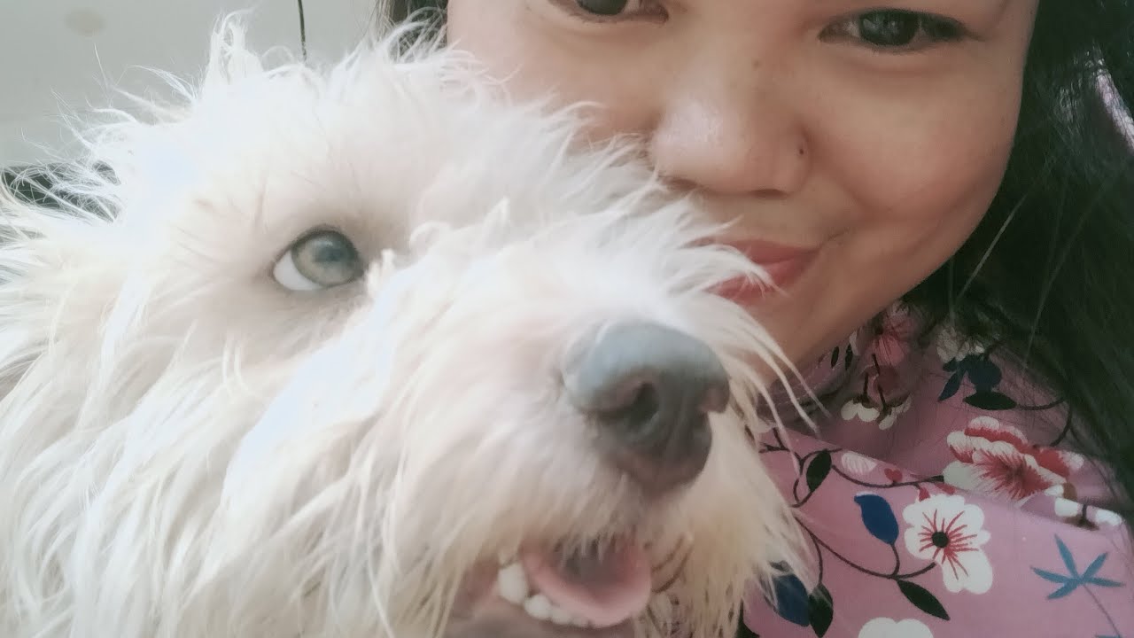 I Cut My Dog Hair😁 YouTube