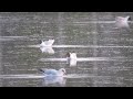 1st Summer Mediterranean Gull on Port Meadow