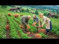 Village Garden - This Harvest Got Way Bigger Than I Expected Fruits, Veggies &amp; Animal Care