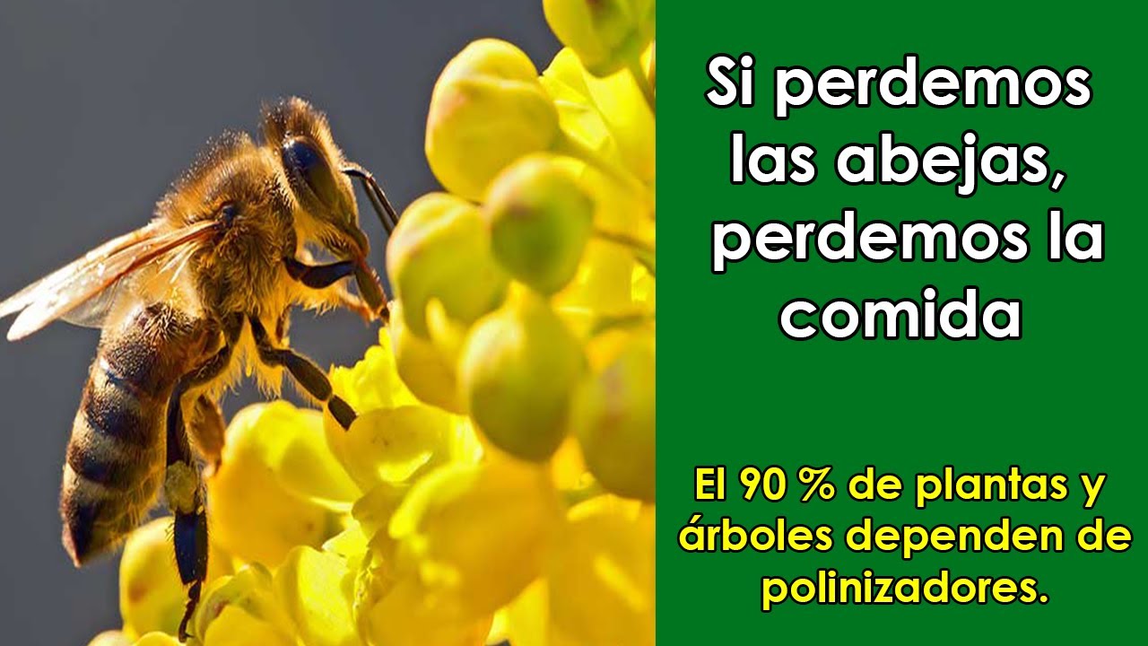 Porque las abejas hacen miel