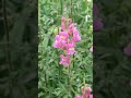 30 май 2026 г.Кученце,Лъвска муцунка,Антиринум,Antirrhinum majum
