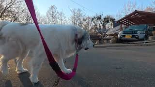 【ルンルンの裏庭】颯爽と歩いているけどヨダレが垂れているベル