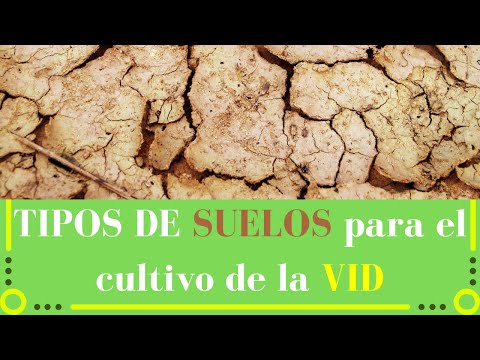 Video: Cultivo de vides anuales: aprenda sobre los diferentes tipos de vides anuales