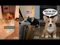 🔥 Smart Talking Dog On TikTok | TikTok Compilation Popular 2021