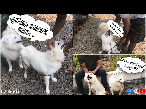 Jealous Dogs Want