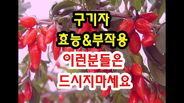 구기자 효능과 부작용 확인 하고 드세요~