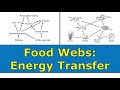 Energy Flow in Ecosystems: Food Chains and Food Webs Explained