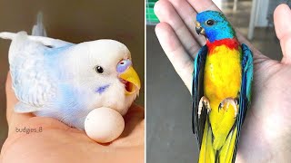 Baby Animals 🔴 Funny Parrots and Cute Birds Compilation (2022) Loros Adorables Recopilación #27