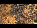 Visite de printemps de colonies d'abeilles noires