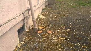 Multifamily St Pete Beach fixer
