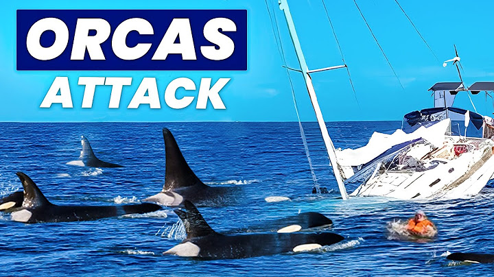 Why Orcas are ATTACKING Human Boats