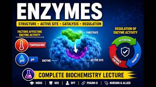 Enzymes Explained Structure Catalysis Factors Affecting Enzyme Activity Biochemistry