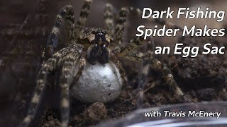 Dark Fishing Spider Makes an Egg Sac - Spiders Doing Cool Spider Things