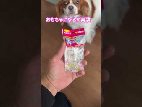 エアカットバルブ(音止ちゃん)はキャバリアキングチャールズスパニエルさんのおもちゃになるか実験してみたところ