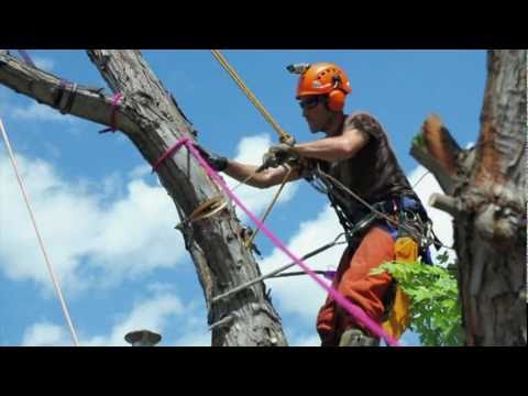 Winnipeg Affordable Tree and Stump Removal