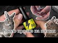 Рисую на ногтях своих кроликов | Как снимать гелевые типсы