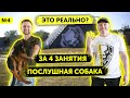 Занятие №4 | Как научить Немецкую овчарку командам за 4 занятия | От 0 до послушной собаки | DRED