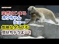 突然はじまるホウちゃんショー💗危険なダイブも見せちゃうよ～！【天王寺動物園】