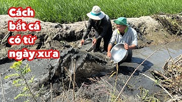 Tát Vũng Nước Cạn Bắt Được 1 Xô Cá Đồng • Cá Lóc Nướng Lá Dừa Chấm Mắm Me Ngon Ơi Là Ngon