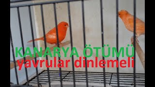 Kanarya Ötüm Renk Kanaryaları Sürekli Öten Bakıri Kanaryalar(Kanarya Sesi Ötüş Eğitimi)