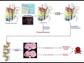 Prions  mechanism of kuru  relation to creutzfeldtjakob disease