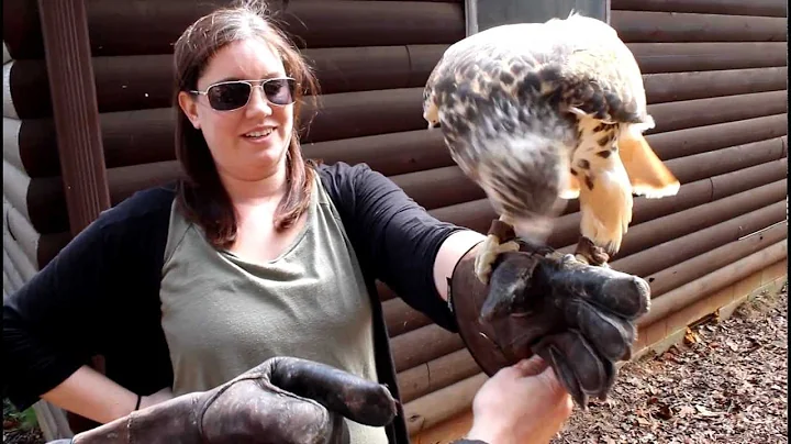 Priscilla and the Hawk