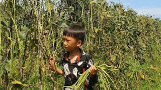 FULL VIDEO: 60 days with an orphan boy harvesting fruit to sell at the market.
