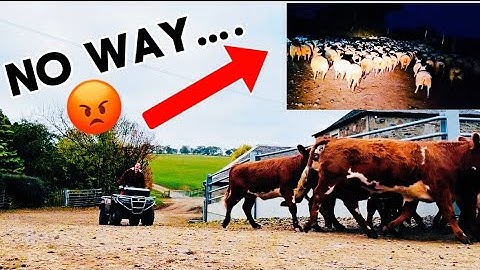 COWS COMING HOME- RUNAWAY LAMB  