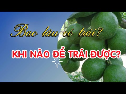 Video: Thu hoạch Limes - Tìm hiểu cách thức và thời điểm hái chanh