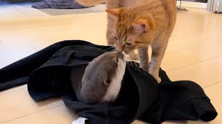 カワウソさくらいつの間にか 飼い主の脱ぎっぱなしズボンの中に住所を移していたカワウソ otter that has moved into the owner's pants