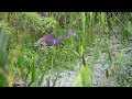 Tri-Colored Heron